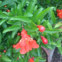 花石榴树