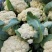 花菜精品青耿白面小米粒有机花菜货源充足代收代发全国