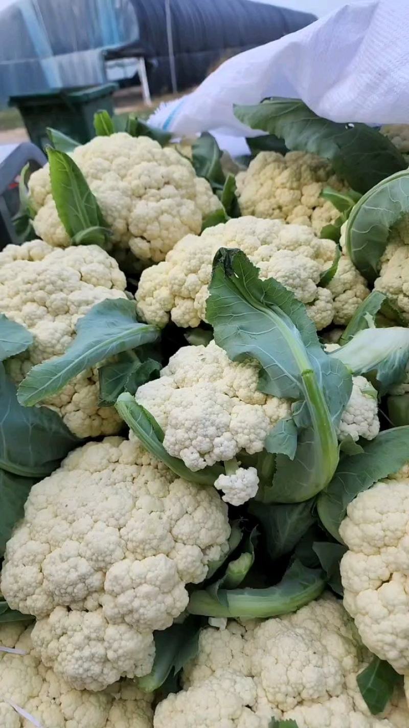 花菜精品青耿白面小米粒有机花菜货源充足代收代发全国