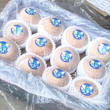 秋月梨精品货大量供货商场超市电商现货供应