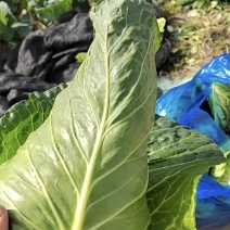 牛心甘蓝菜，产地供应，阿杜精品牛心菜，甘蓝，尖包