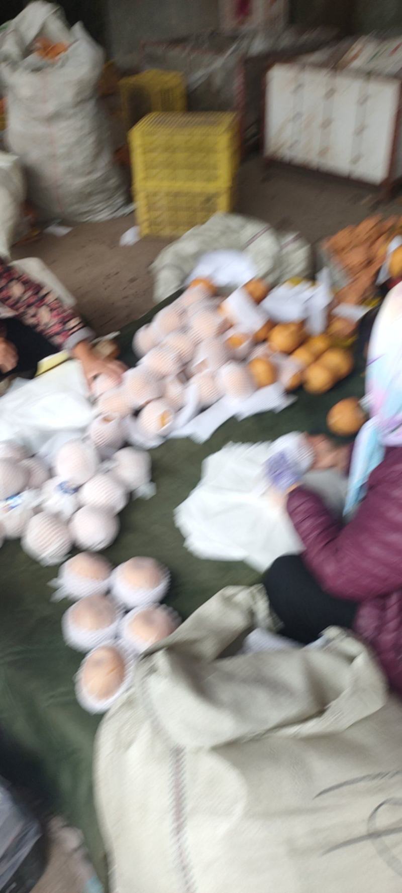 秋月梨精品货大量供货商场超市电商现货供应