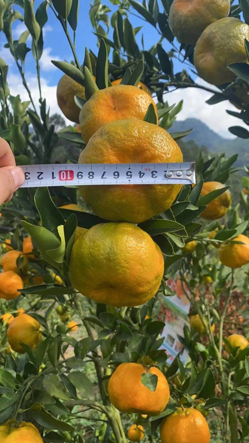 云南高原椪柑，皮薄汁多口感好不空心，支持电商，欢迎来电