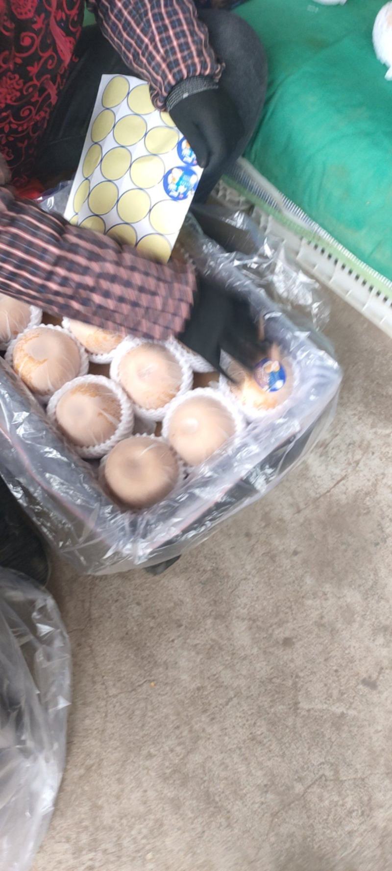 秋月梨精品货大量供货商场超市电商现货供应