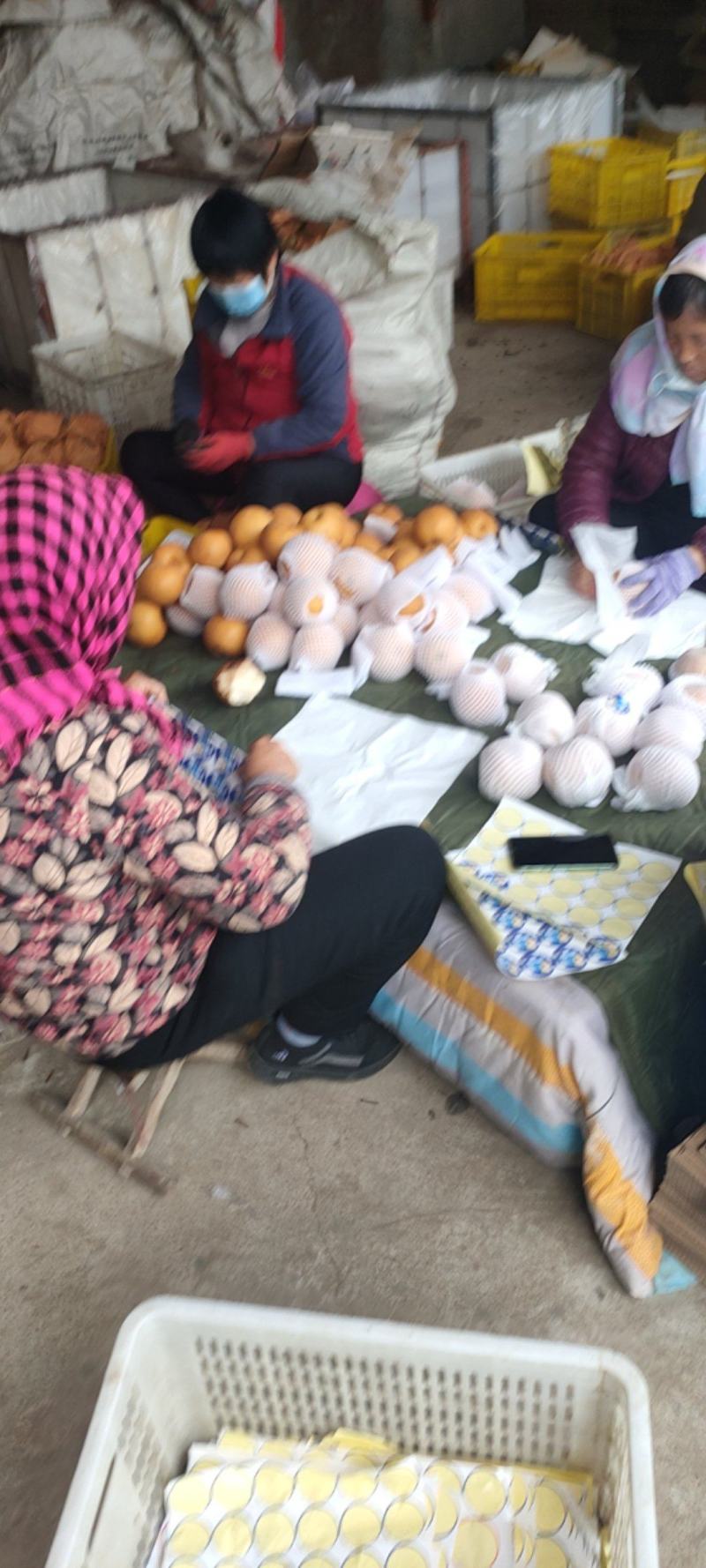 秋月梨精品货大量供货商场超市电商现货供应