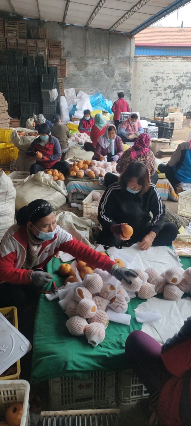 秋月梨精品货大量供货商场超市电商现货供应