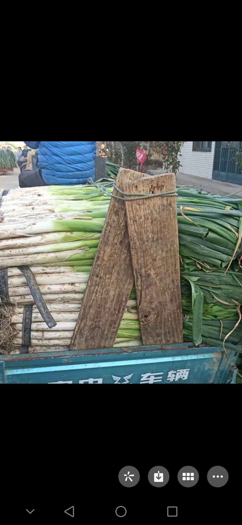 青州长白大葱质好货足