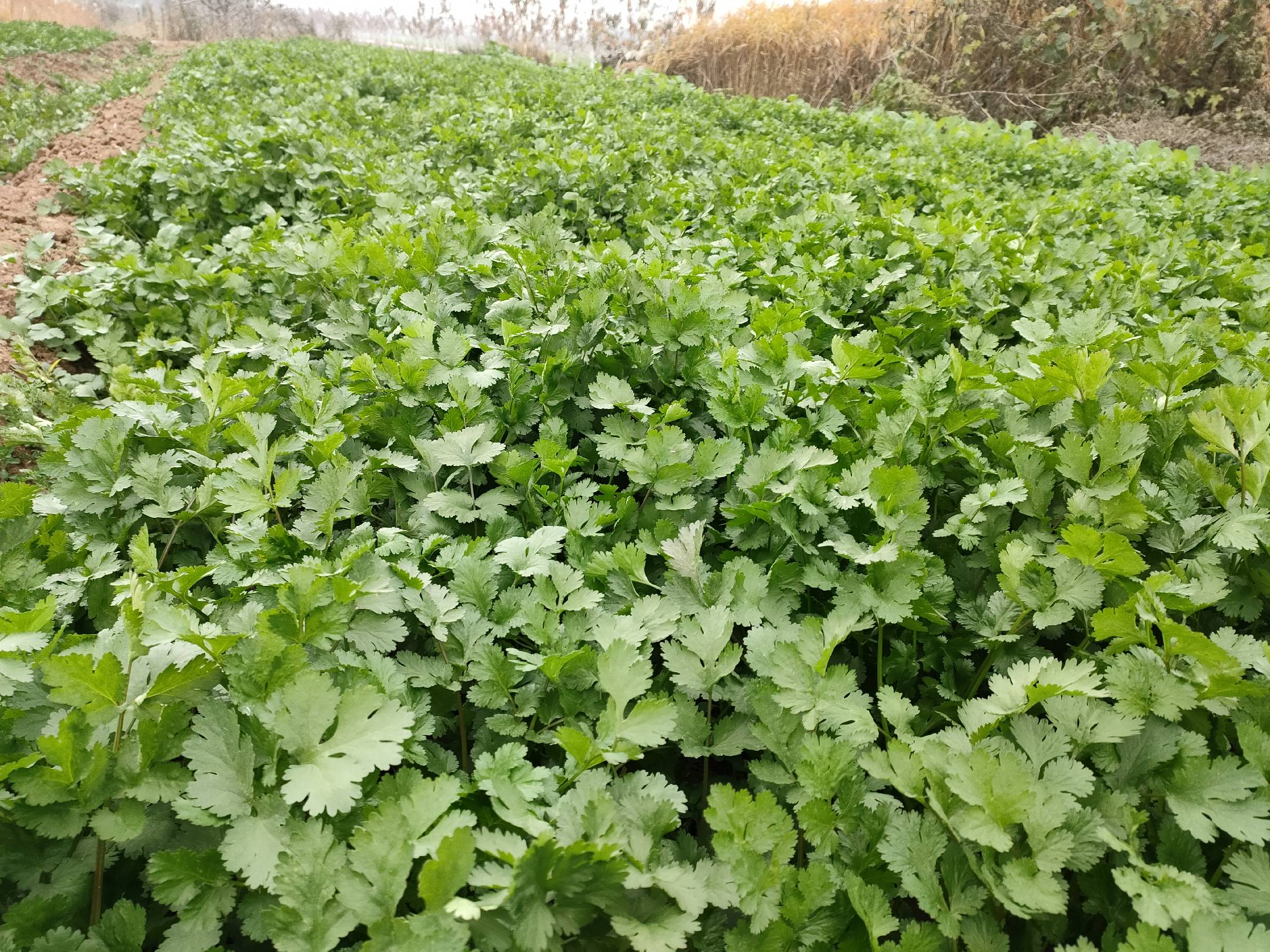 香菜籽特写镜头：棕褐色球形双悬果，表面具8条纵棱，放大可见细微网纹与挥发油光泽
