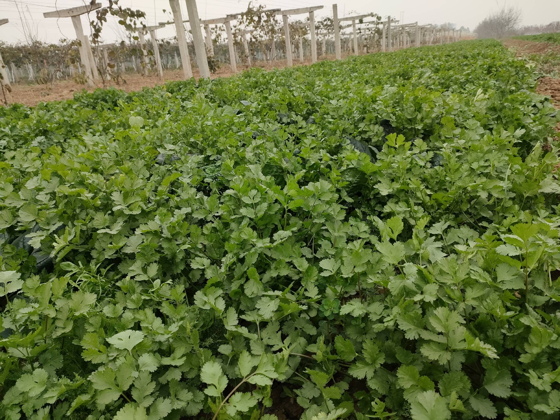 香菜用于中式凉拌菜的配图