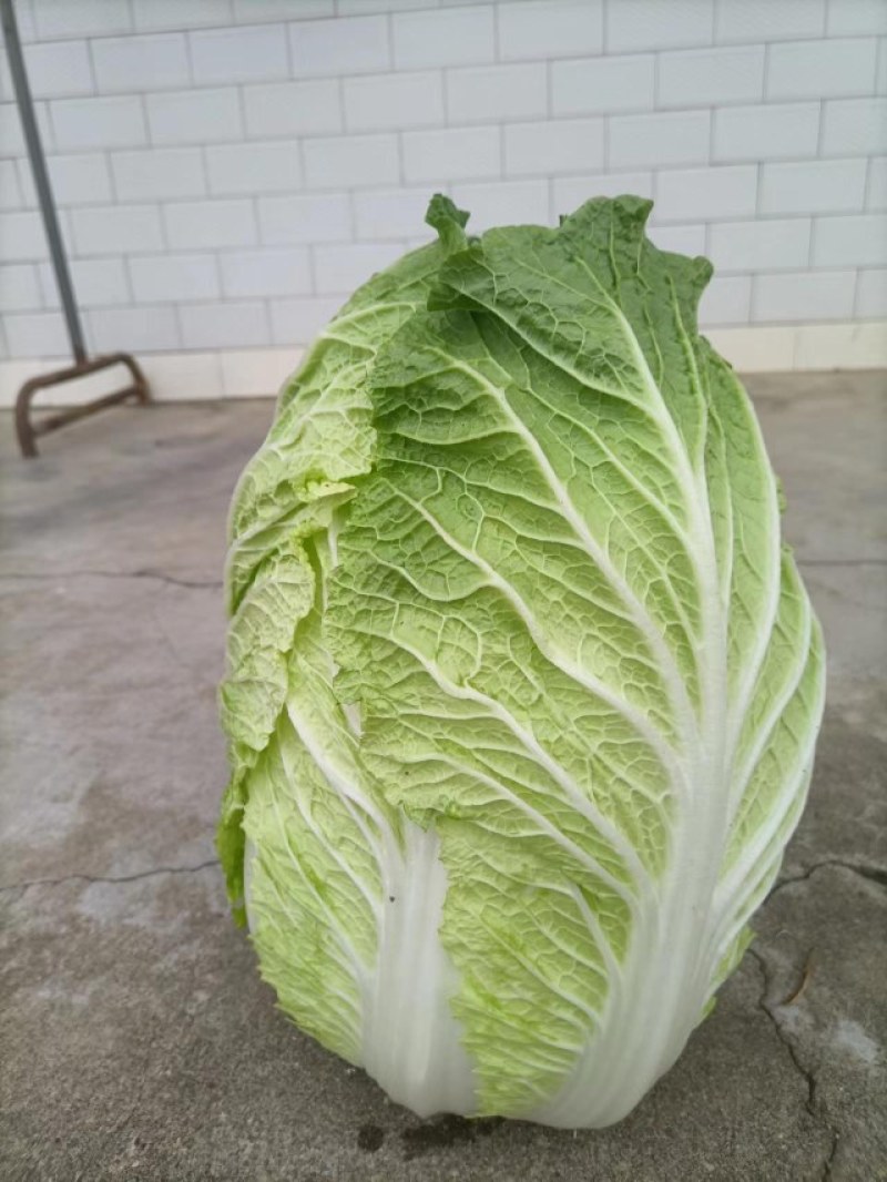 湖南岳阳黄心白菜，精品货，专业打包，毛毛钱走车价，质量好