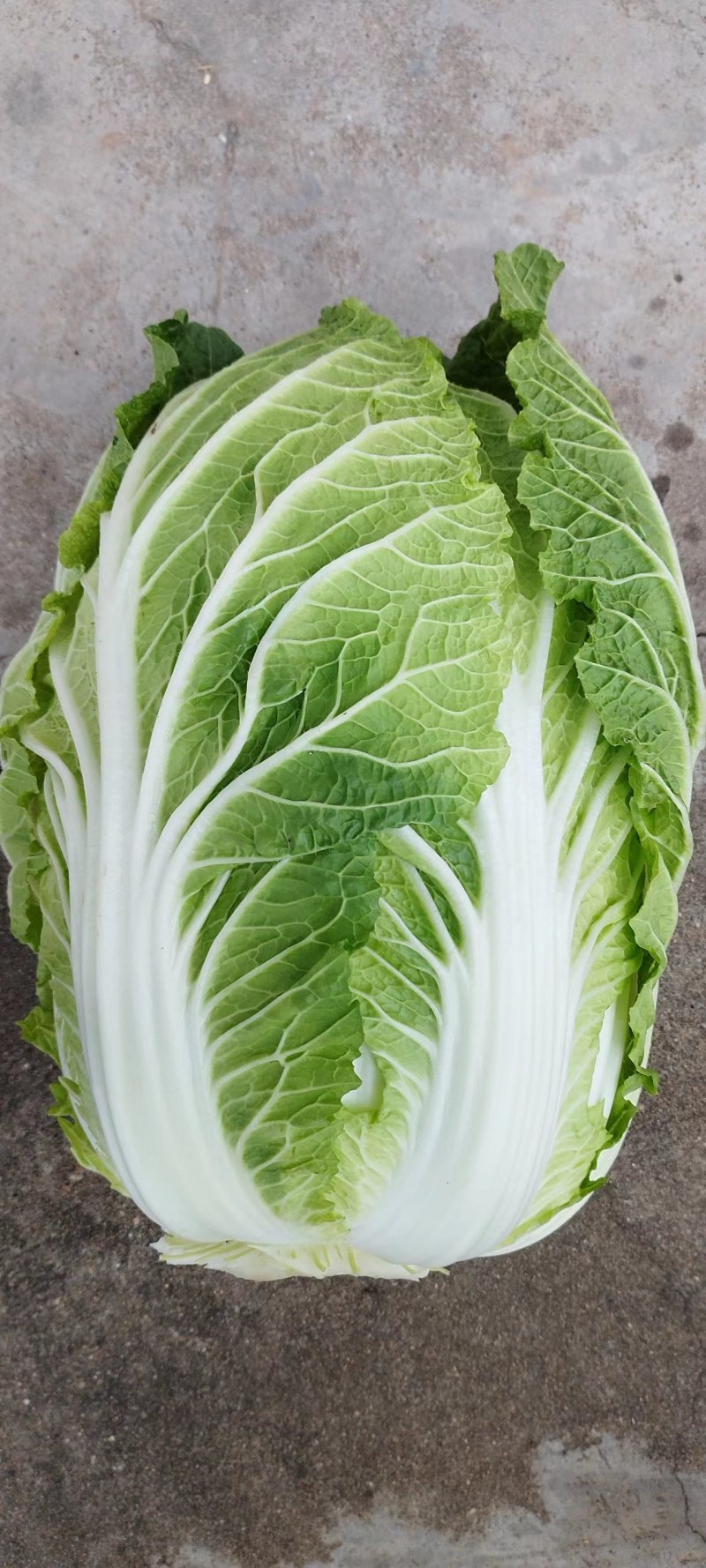 湖南岳阳黄心白菜，精品货，专业打包，毛毛钱走车价，质量好