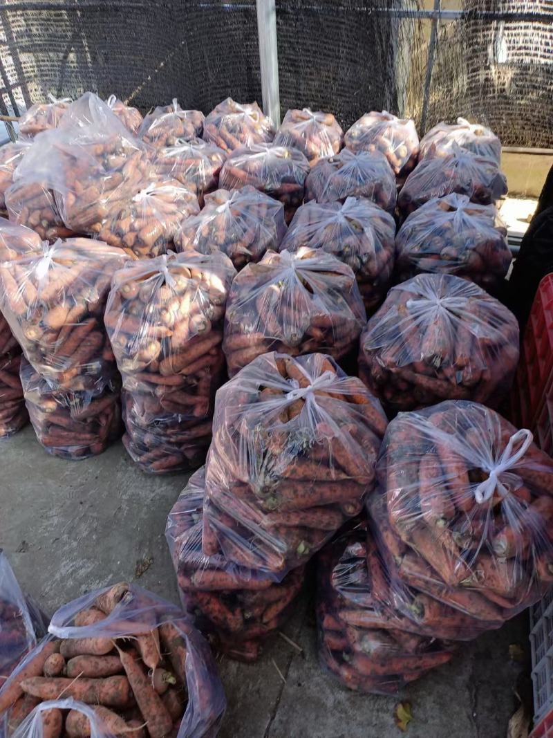 大量供应市场三红胡萝卜，支持各种包装，欢迎来电咨询！