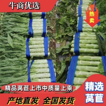 安徽精品红叶香莴苣，质优价美，产地一手货源，无空心