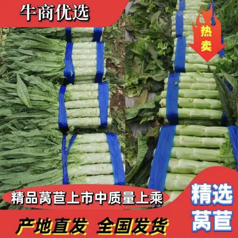 安徽精品红叶香莴苣，质优价美，产地一手货源，无空心