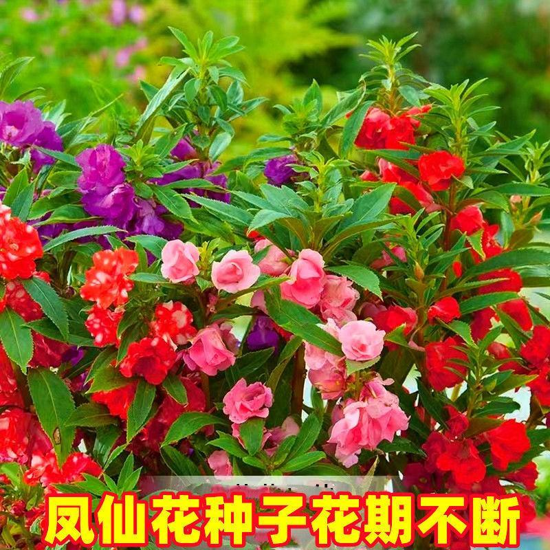 重瓣凤仙花指甲花凤仙茶花四季播易活庭院阳台盆栽花卉