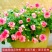 重瓣凤仙花指甲花凤仙茶花四季播易活庭院阳台盆栽花卉