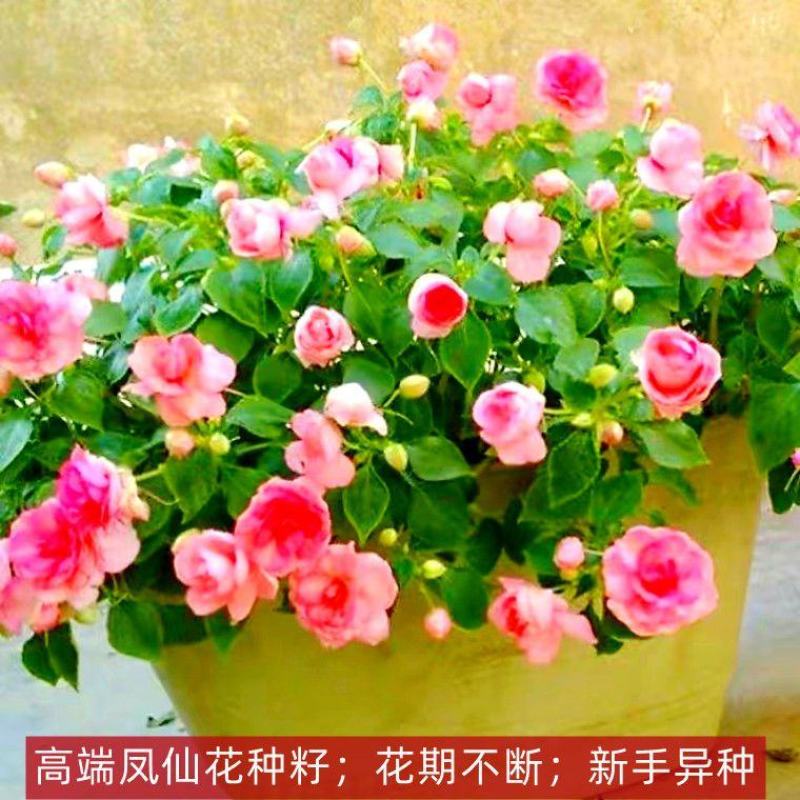 重瓣凤仙花指甲花凤仙茶花四季播易活庭院阳台盆栽花卉