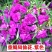 重瓣凤仙花指甲花凤仙茶花四季播易活庭院阳台盆栽花卉