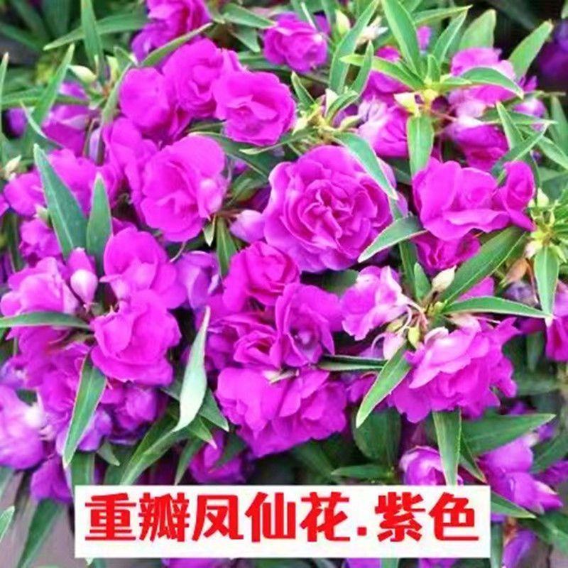 重瓣凤仙花指甲花凤仙茶花四季播易活庭院阳台盆栽花卉