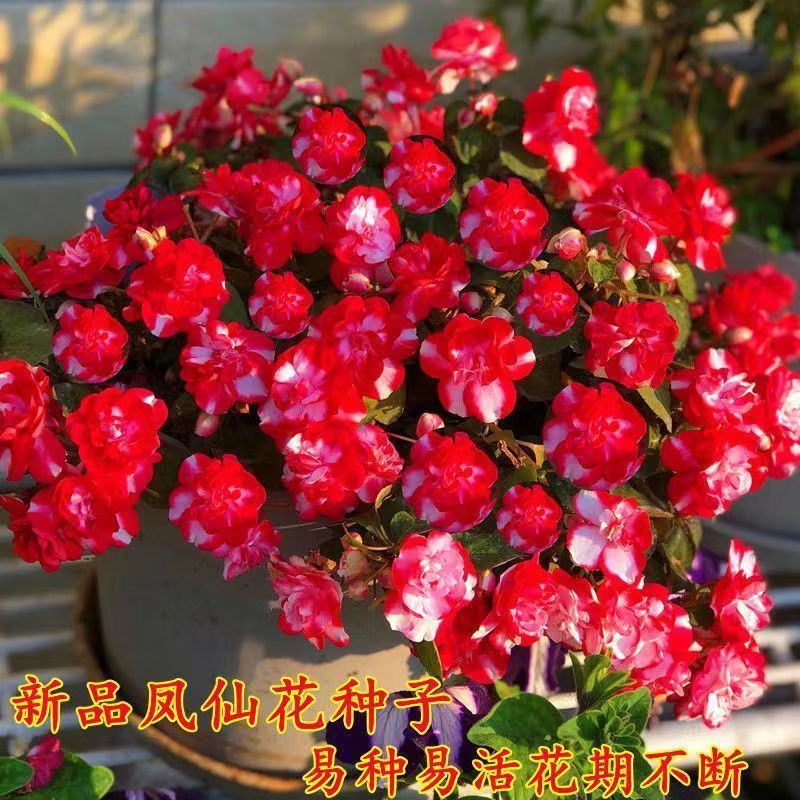 重瓣凤仙花指甲花凤仙茶花四季播易活庭院阳台盆栽花卉