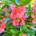 重瓣凤仙花指甲花凤仙茶花四季播易活庭院阳台盆栽花卉