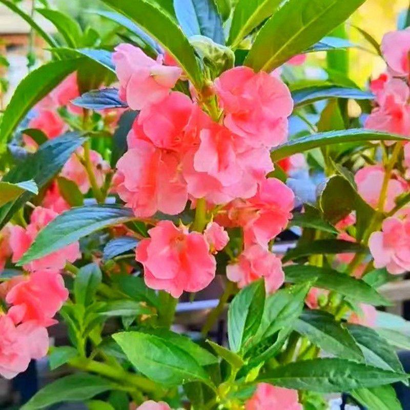 重瓣凤仙花指甲花凤仙茶花四季播易活庭院阳台盆栽花卉