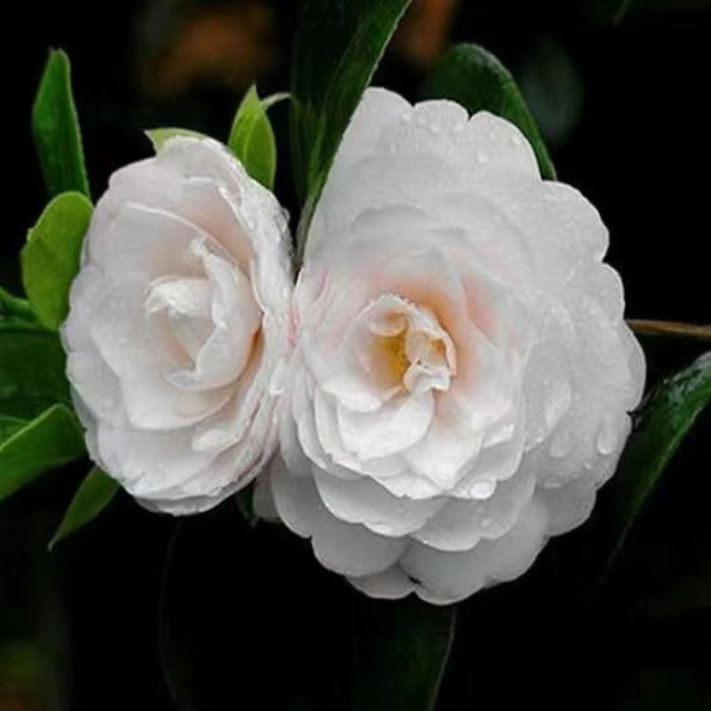 重瓣凤仙花指甲花凤仙茶花四季播易活庭院阳台盆栽花卉