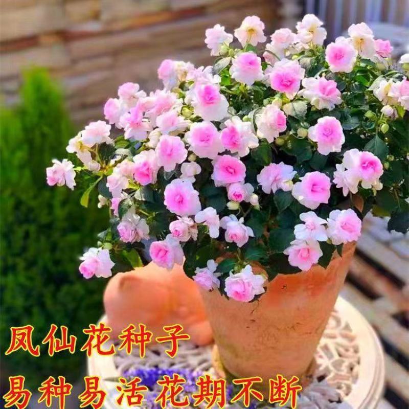 重瓣凤仙花指甲花凤仙茶花四季播易活庭院阳台盆栽花卉