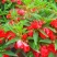 重瓣凤仙花指甲花凤仙茶花四季播易活庭院阳台盆栽花卉