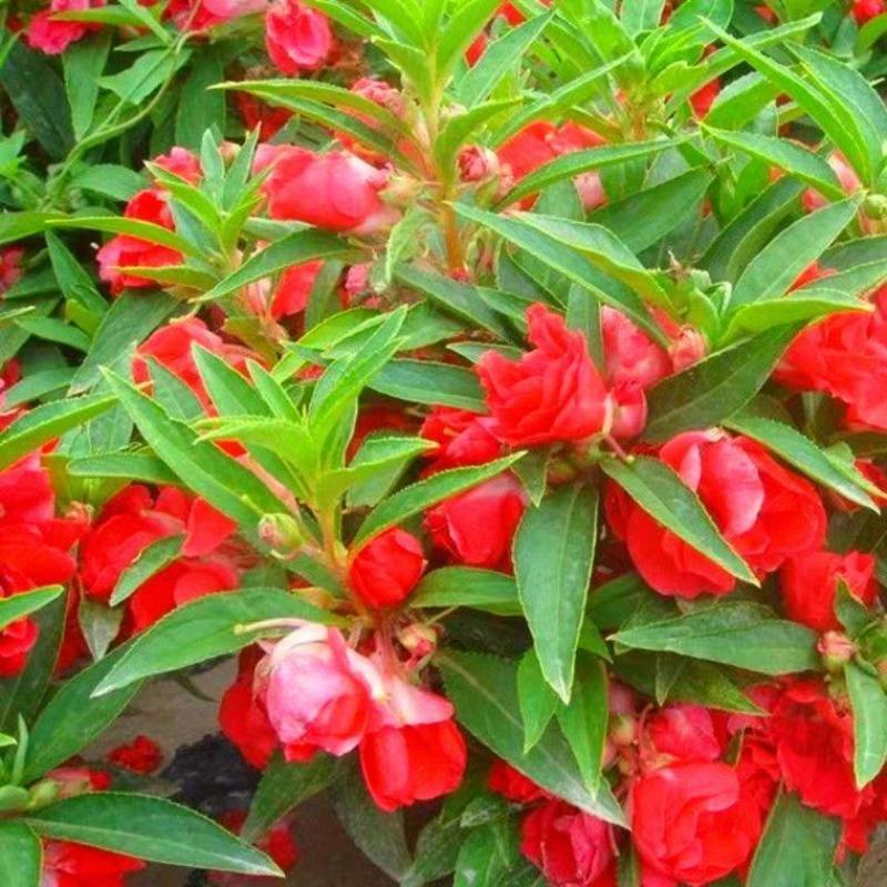 重瓣凤仙花指甲花凤仙茶花四季播易活庭院阳台盆栽花卉