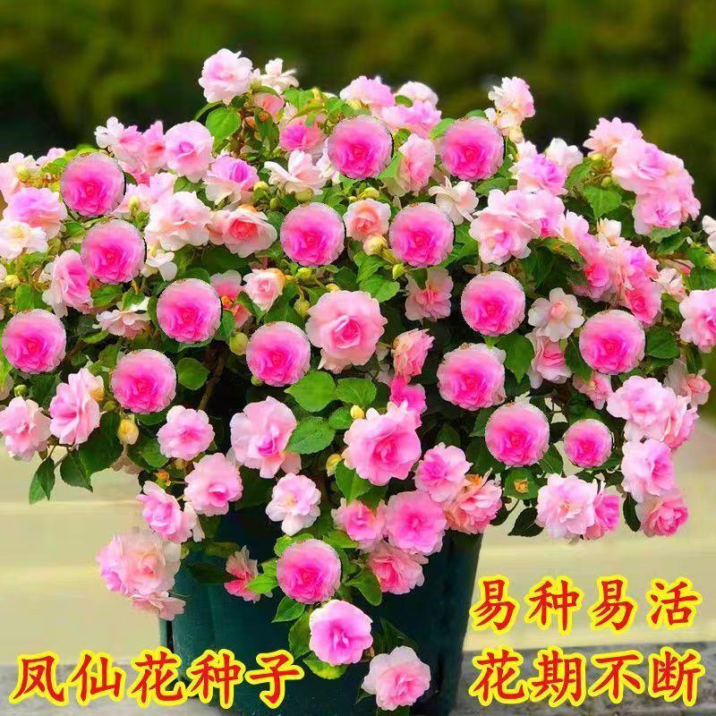 重瓣凤仙花指甲花凤仙茶花四季播易活庭院阳台盆栽花卉
