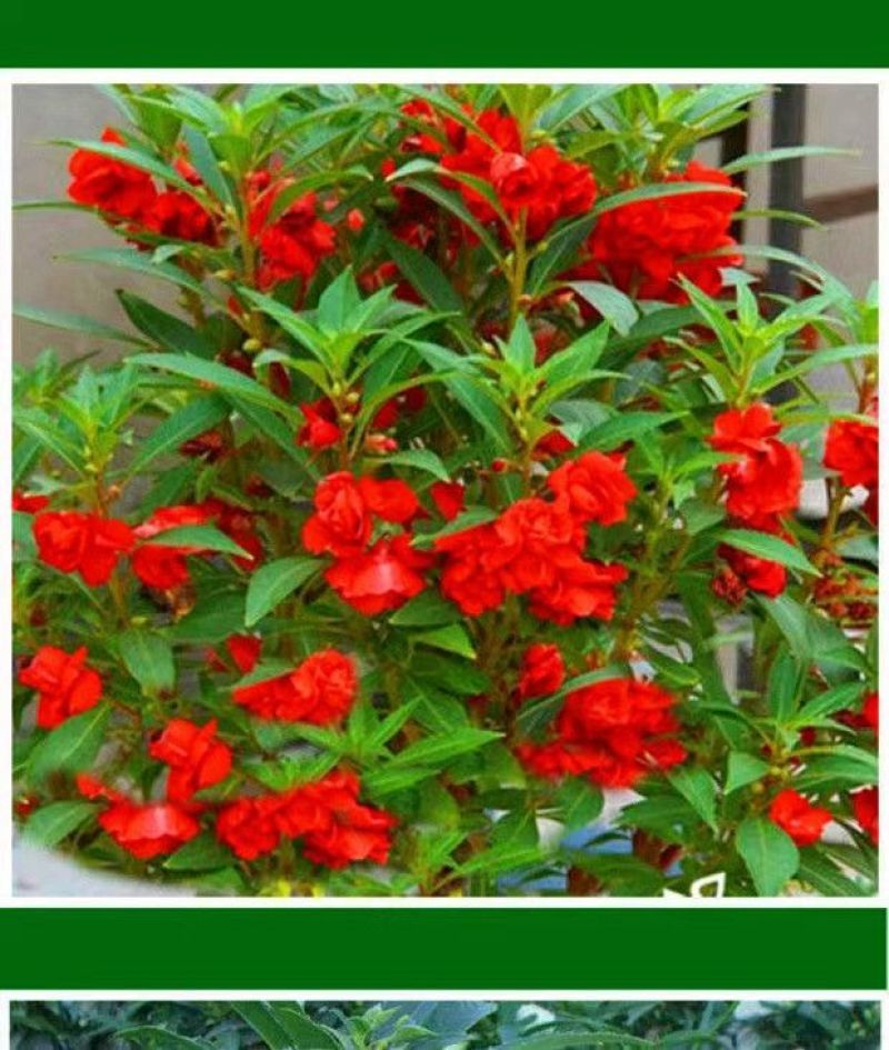 重瓣凤仙花指甲花凤仙茶花四季播易活庭院阳台盆栽花卉