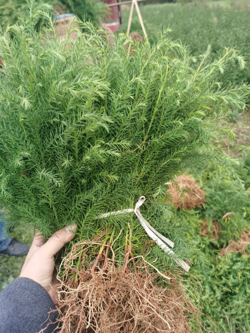 柳杉苗基地直发，工程苗，造林苗柳杉，现挖现发，四季常青