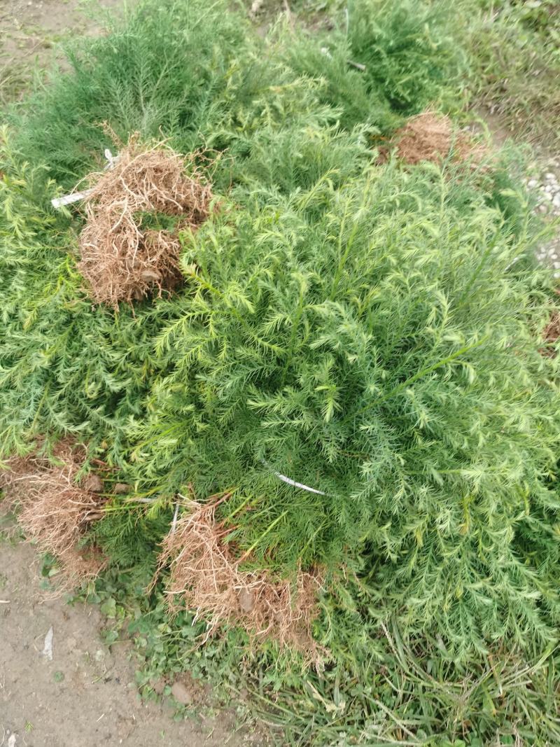 柳杉苗基地直发，工程苗，造林苗柳杉，现挖现发，四季常青