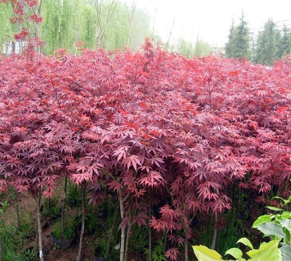 红枫树苗种植基地航拍图,成片种植的红枫树苗整齐排列在田野中 红枫树苗种植基地航拍图