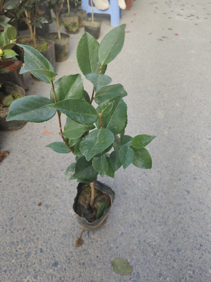 香妃茶花大小苗基地种植自产自销大量有货