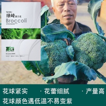 西兰花种子绿崎进口种源耐寒高产小颗粒2022年新种