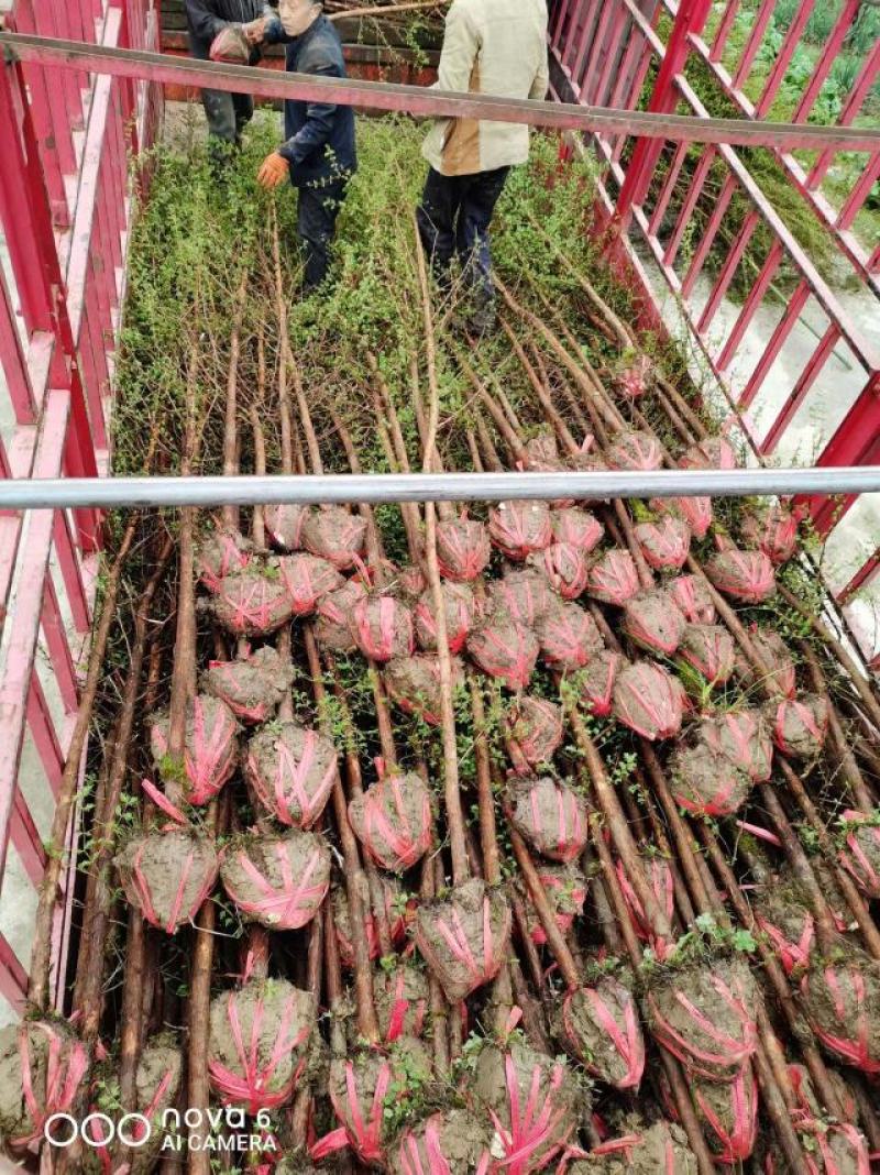 水杉水杉树苗水杉苗绿化树苗杉树苗金叶水杉树基地直供
