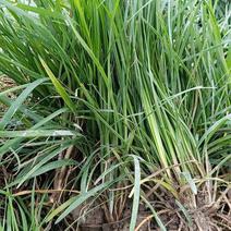 四川产地麦冬草，优质麦冬苗，产地直发，货源充足稳定