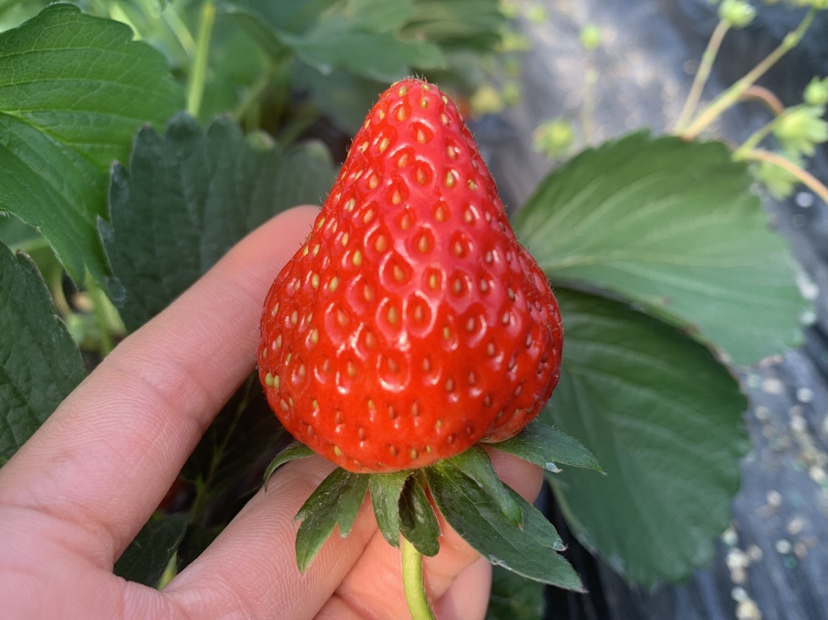 一颗鲜艳饱满的红颜草莓,表面光滑,颜色鲜红,展现出诱人的外观 红颜草莓特写