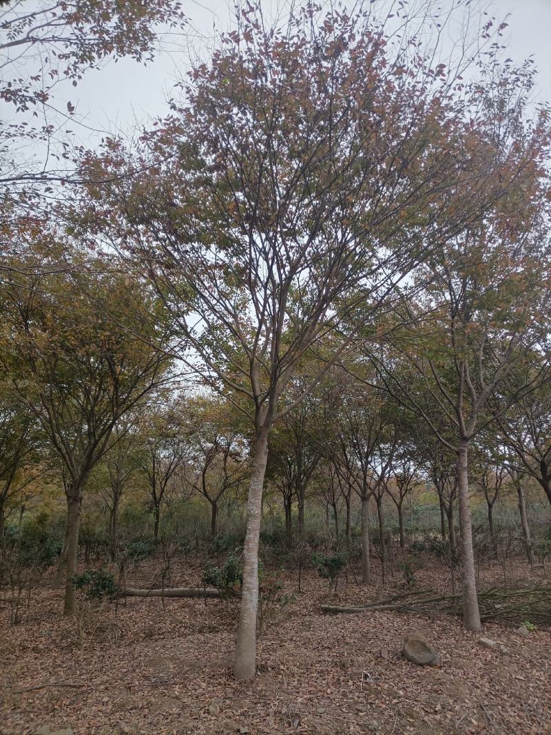 榉树
