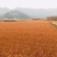 水杉小苗水杉苗水杉树基地直供产地直发欢迎来选购