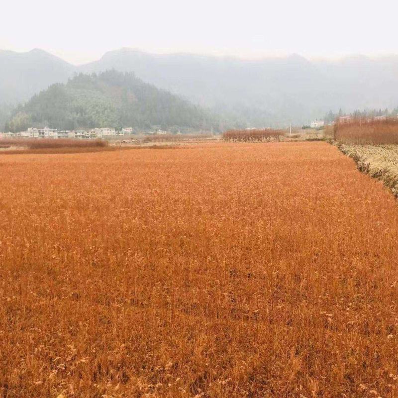 水杉小苗水杉苗水杉树基地直供产地直发欢迎来选购