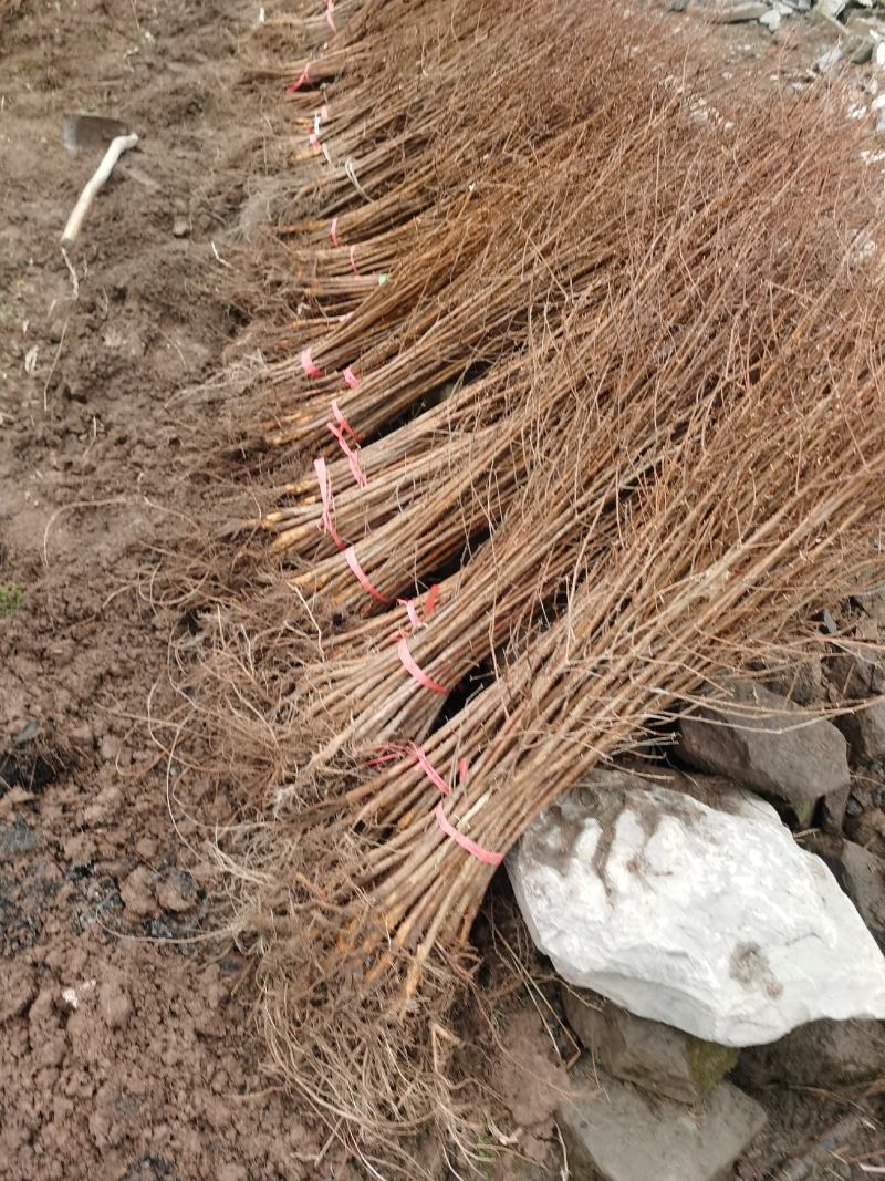 水杉小苗水杉苗水杉树基地直供产地直发欢迎来选购