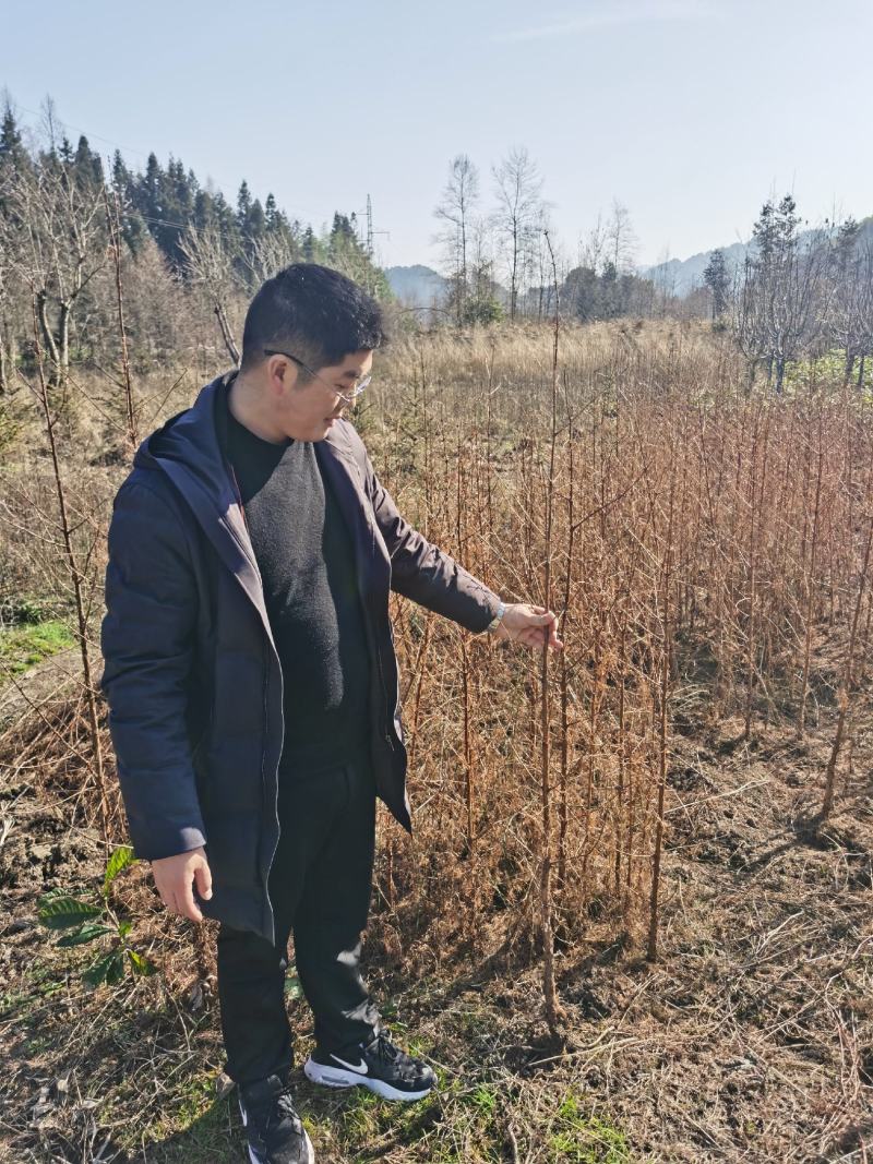水杉小苗水杉苗水杉树基地直供产地直发欢迎来选购