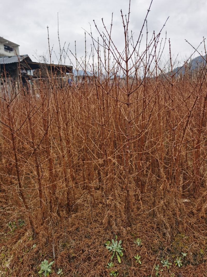水杉小苗水杉苗水杉树基地直供产地直发欢迎来选购
