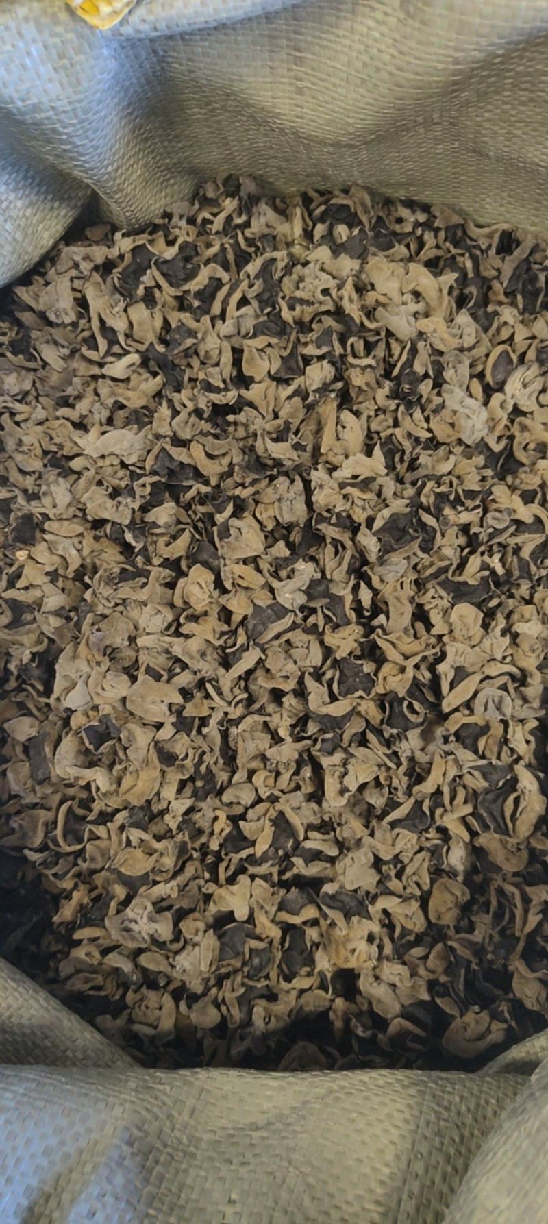 东北纯秋木耳1.5公分筛选货