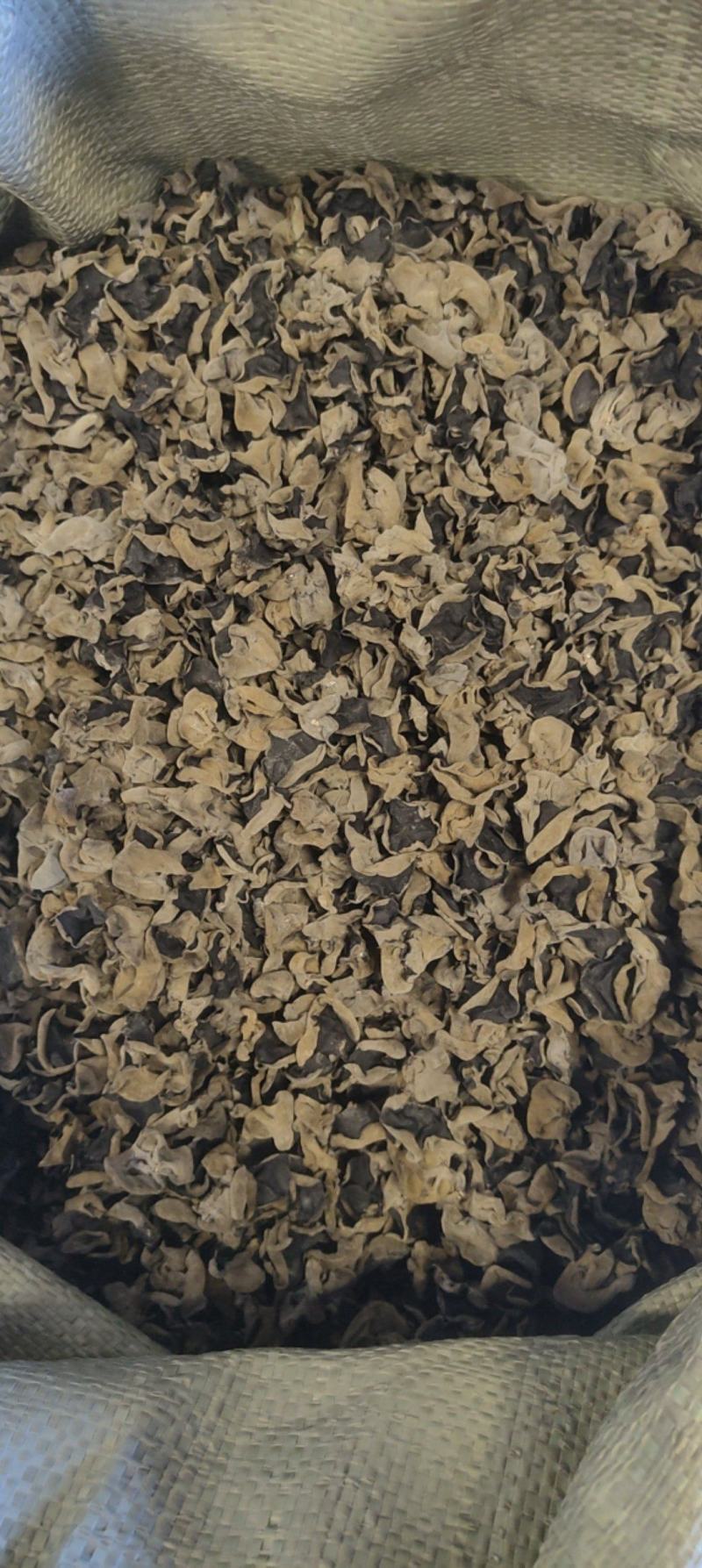 东北纯秋木耳1.5公分筛选货