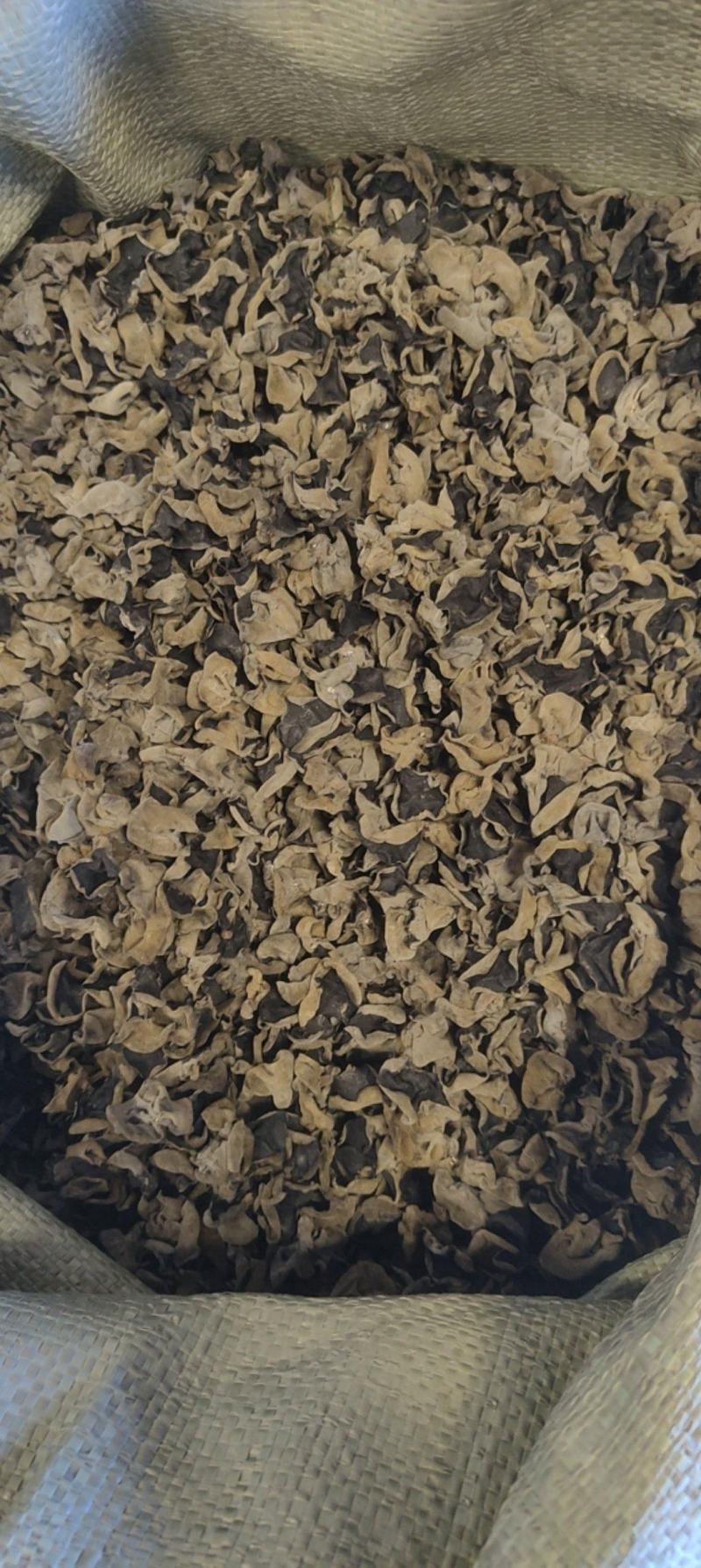 东北纯秋木耳1.5公分筛选货