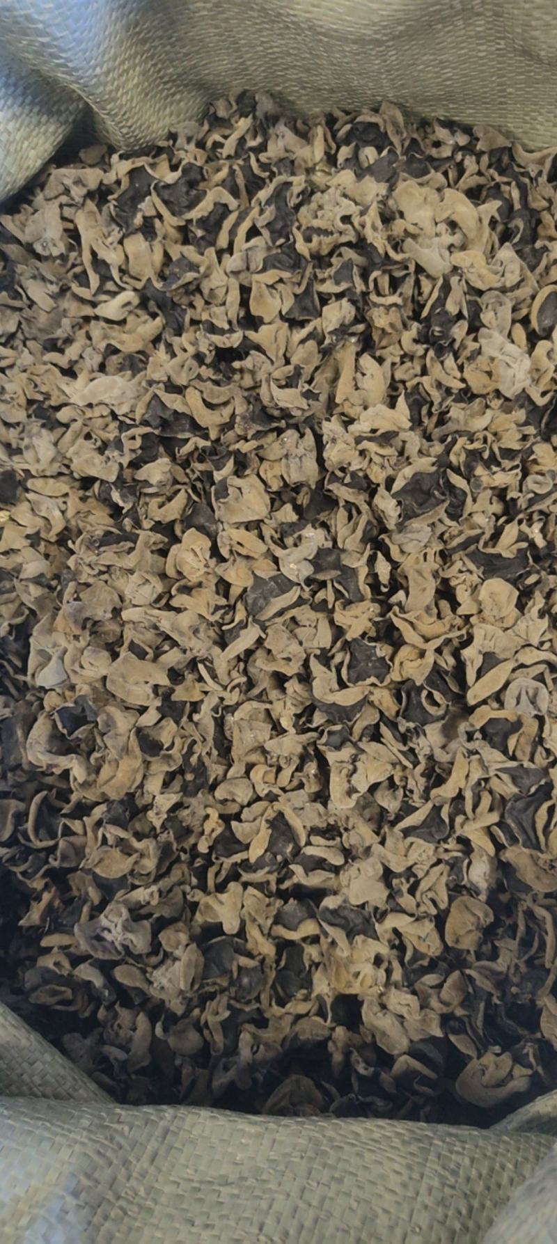 东北纯秋木耳1.5公分筛选货